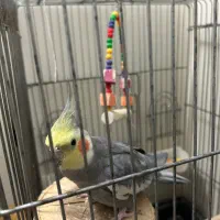 عروس هلندی|پرنده|تهران, افسریه شمالی|دیوار