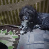 سگ پاکوتاه|سگ|زاهدان, |دیوار