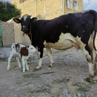 گاو هلشتاین با گوساله سیمینتال قرمز شکم دوم