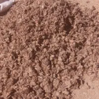 فروش پیاز زعفران