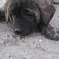 سگ عراقی نژاد دار|سگ|اردبیل, |دیوار