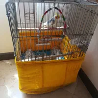 عروس هلندی نر