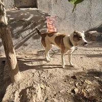 توله الابای ترکمن|سگ|مشهد, میان ولایت|دیوار