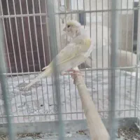 ماده قناری موزاییکی