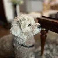 توله سگ شیتزو برای واگذاری|سگ|تربت جام, پاسداران|دیوار