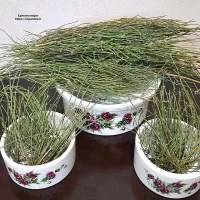 فروش عمده گیاه ریش بز تازه تازه از دل آذربایجان|آرایشی، بهداشتی، درمانی|اهر, |دیوار