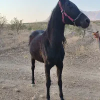 اسب فروشی|اسب و تجهیزات اسبسواری|چادگان, |دیوار