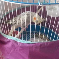 جوجه عروس هلندی نر