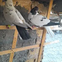 کبوتر تربت حیدریه|پرنده|تربت‌حیدریه, منظر|دیوار