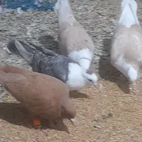 ساده زرد