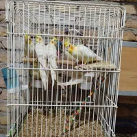 عروس هلندی|پرنده|اقبالیه, |دیوار