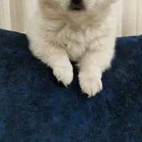 میکس شیتزو پامرین