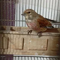 سهره نر رام شده