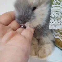 لوپ فرانسوی