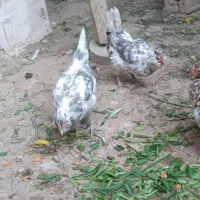 تخم‌ اصیل پرخال