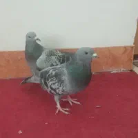 کبوتر های جفتی خوشکل و یک ماده رسمی ونر دمسیاه و..|پرنده|زرند, |دیوار