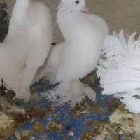 کبوتر پرپا سینه لرزان|پرنده|یزد, |دیوار