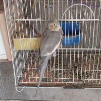 عروس هلندی|پرنده|تبریز, |دیوار