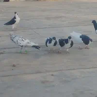 کبوتر سیاپوش