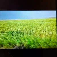 فروش ۱۲هکتار زمین کشاورزی