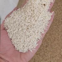 نیم دانه دم سیاه