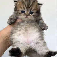 مجموعه اصیل ترین گربه ها(پرشین بریتیش اسکاتیش)|گربه|اهواز, کیانپارس |دیوار