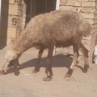 بره گوسپند|حیوانات مزرعه|مینودشت, |دیوار