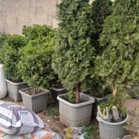 کار های باغبانی  و فروش انواع درخت|گل و گیاه طبیعی|تهران, آبشار|دیوار