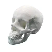 جمجمه سایز واقعی
