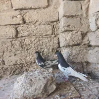 کبوتر رنگی|پرنده|بوشهر, |دیوار