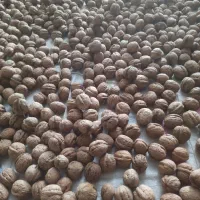 گردو درجه یک|عمده‌فروشی|عنبرآباد, |دیوار