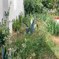 مجموعه خدماتی فضای سبز سبز آوران ارغوان|خدمات باغبانی و درختکاری|بابلسر, |دیوار