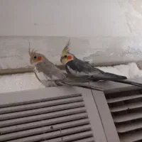 حراج سه عددعروس هلندی فقط دومیلیون|پرنده|اهواز, شریعتی جنوبی|دیوار