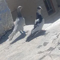 کبوتر اگهی بخون