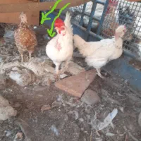 مرغ گردن لخت، مرغ ریشو، پاپر، تخم گذار