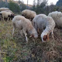 گوسفند نر|حیوانات مزرعه|املش, |دیوار