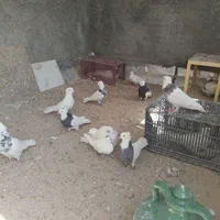فروش کبوتر طوقی اصل کرمانشاه