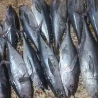 ماهی تازه