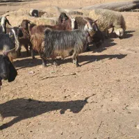 بز کهرد دار