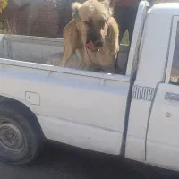 تیوتا وانت کرایه ای