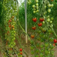 کارگر خانم برای گلخانه گوجه