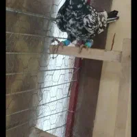 سار ماده|پرنده|گرمخان, |دیوار