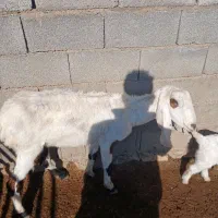 بز گلابی اصل|حیوانات مزرعه|ماهیدشت, |دیوار