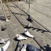 تعدادی رنگه آث