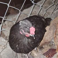 مرغ|حیوانات مزرعه|جیرفت, |دیوار