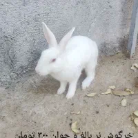 بچه خرگوش ها و یک عدد نر بالغ|موش و خرگوش|برازجان, |دیوار