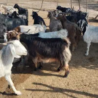 ۴۵ بز داشتی ( فروش به تعداد دلخواه مشتری)