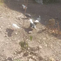 کبوتر پرشی|پرنده|قزوین, |دیوار
