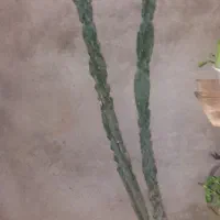 کاکتوس سالم بزرگ