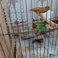 قناری 9 عدد نر|پرنده|شادگان, |دیوار